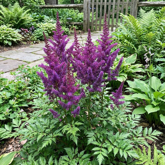 Astilbe Seeds - Purple Perennial Flower for Planting