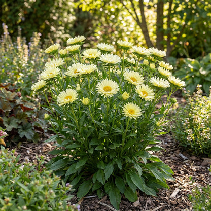 Aster Seeds - Light Yellow Blooms for Your Garden
