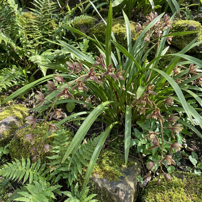 Cymbidium Maxillaria Goeringii Seeds for Planting - Mixed Variety