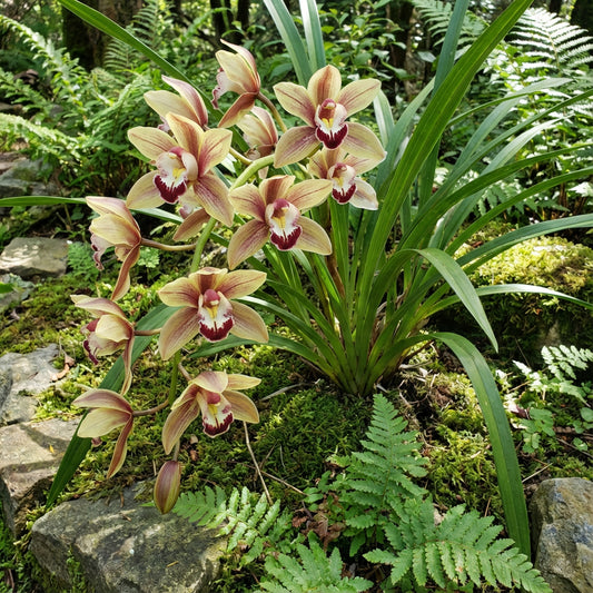 Cymbidium Maxillaria Goeringii Seeds for Planting - Mixed Variety