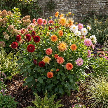 Mixed Color Dahlia Flower Seeds for Planting