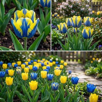 Yellow & Blue Tulip Flower Seeds for Planting