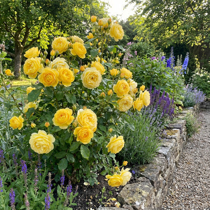 Gelbe Rosenblumensamen für einfaches Pflanzen