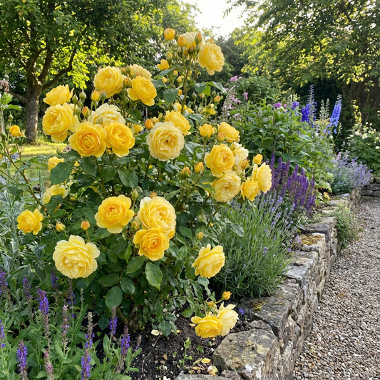 Gelbe Rosenblumensamen für einfaches Pflanzen