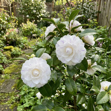 White Violet Balsam Camellia Flower Seeds for Planting