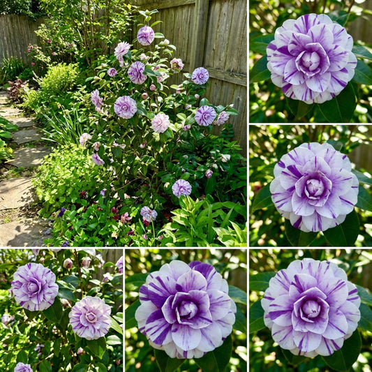 White Violet Balsam Camellia Flower Seeds for Planting