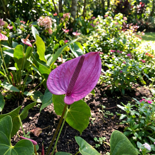 Anthurium Violet Perennial Flower Seeds for Planting