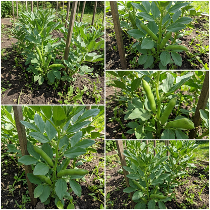 Fava Bohnen Seeds for Planting