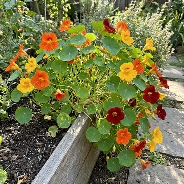Mixed Tropaeolum Majus Flower Seeds for Planting