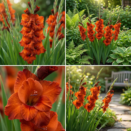 Dark Orange Gladiolus Flower Seeds for Planting