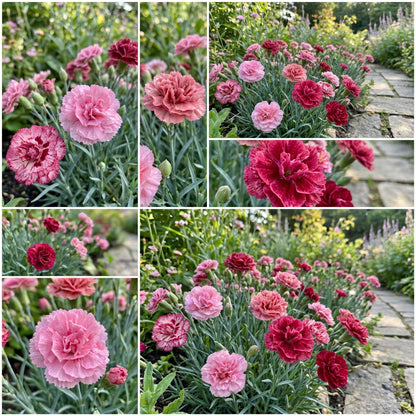 Dianthus Caryophyllus Flower Seeds - Rose Mix for Easy Planting