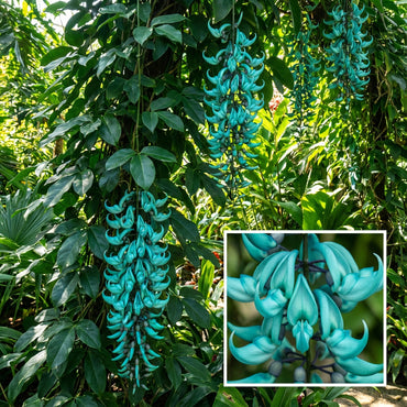 Strongylodon Macrobotrys Flower Purple