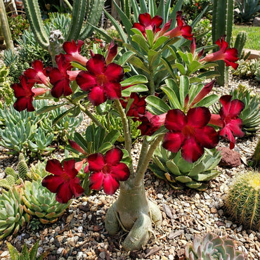 Adenium Obesum Flower Seeds - Planting Red Black - Premium Quality Seeds for Vibrant Blooms