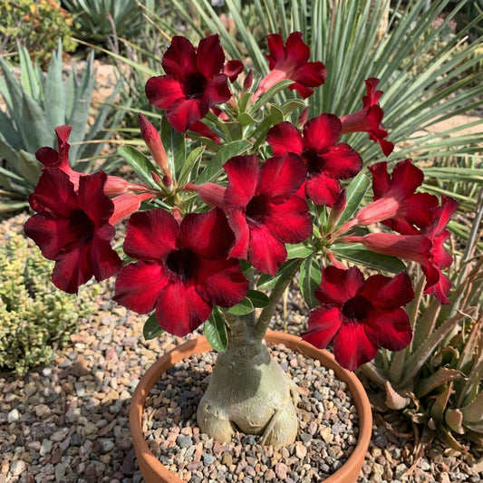 Adenium Obesum Flower Seeds - Planting Red Black - Premium Quality Seeds for Vibrant Blooms