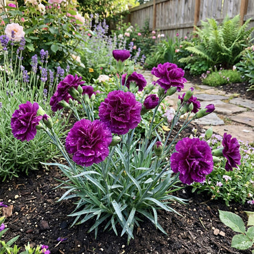 Purple Carnation Flower Seeds for Planting