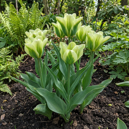Green Tulip Flower Seeds for Planting