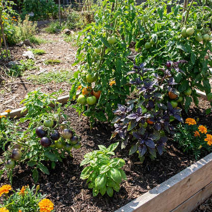 Green Purple Tomato Vegetable Seeds for Planting