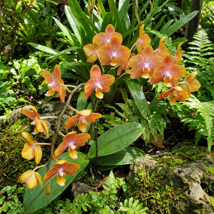 bell-orchid-flower-seeds-planting-orange-100-pcs – Pure Asia Seeds
