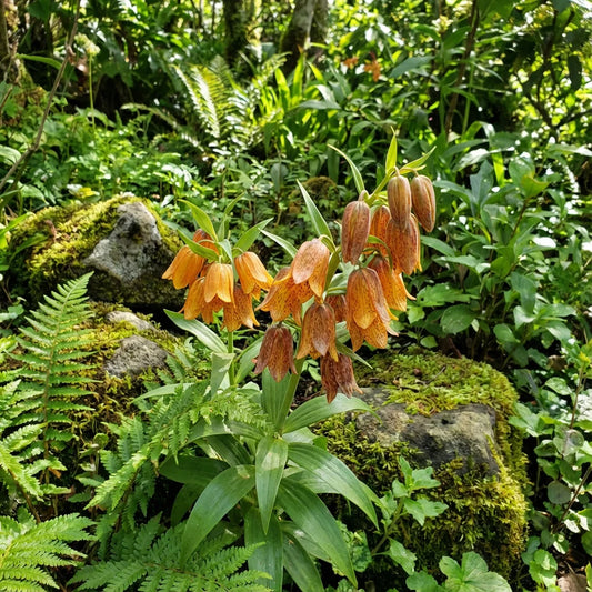 Orange Bell Orchid Seeds Flower seeds for Planting - Hardy Variety, Heirloom & GMO Free Seeds for Home Garden