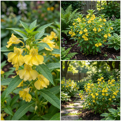 Balsam Flower Seeds - Yellow Blooms for Your Garden Planting