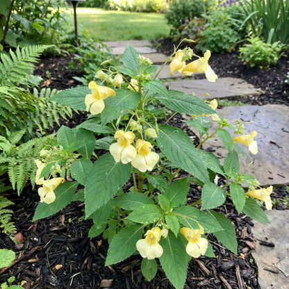 Balsam Flower Seeds - Yellow Blooms for Your Garden Planting
