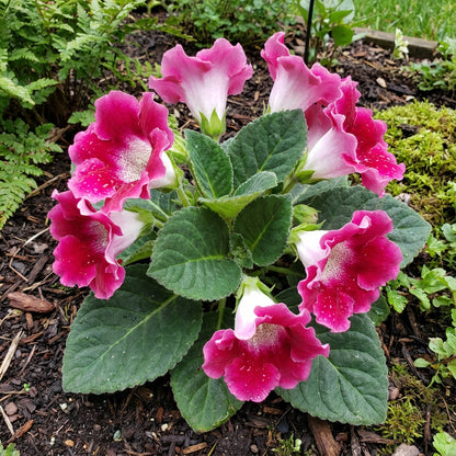 Pink Gloxinia Flower Seeds for Planting