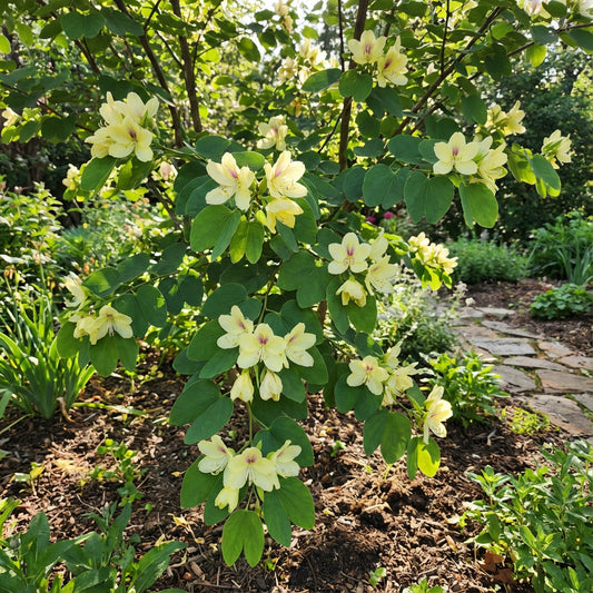 Yellow Bauhinia Flower Seeds for Planting - Vibrant Blooms for Your Garden