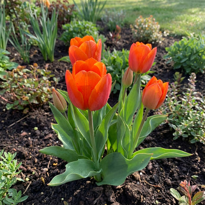 Deep Orange Tulip Seeds for Planting