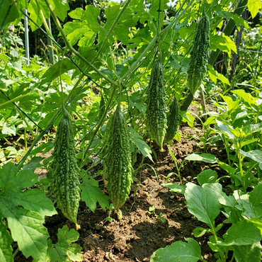 Green Bitter Gourd Seeds for Planting - Fresh Vegetable Seeds