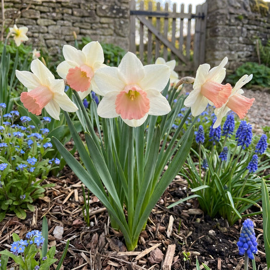 Baby Pink & White Daffodil Flower Seeds for Planting