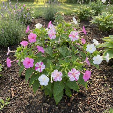 Pink & White Mirabilis Flower Seeds for Easy Planting