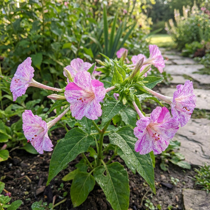 Pink & White Mirabilis Flower Seeds for Easy Planting