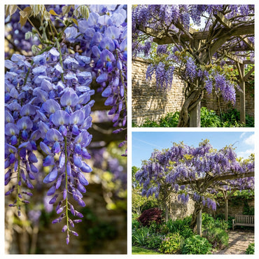 Wisteria Tree Cultivation for Stunning Blooms - Seed for Vibrant Landscaping