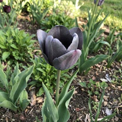 Dark Gray Tulip Flower Seeds for Easy Planting