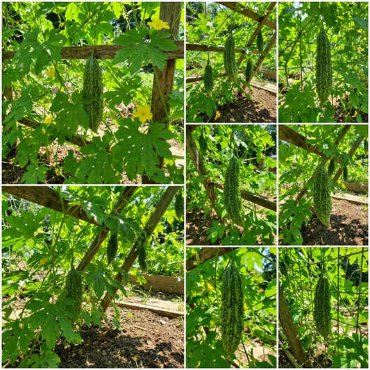 Green Bitter Gourd Seeds for Planting - Fresh Vegetable Seeds