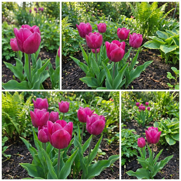 Deep Pink Tulip Seeds for Planting