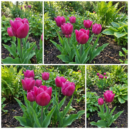 Deep Pink Tulip Seeds for Planting