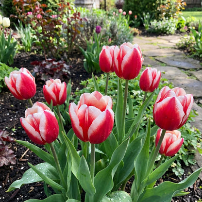 Red and White Tulip Seeds for Planting