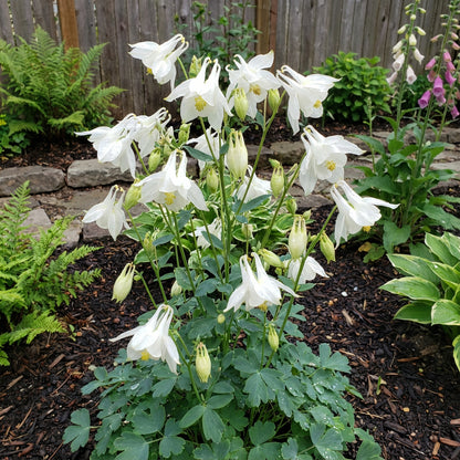 白いオダマキの花の種まき用