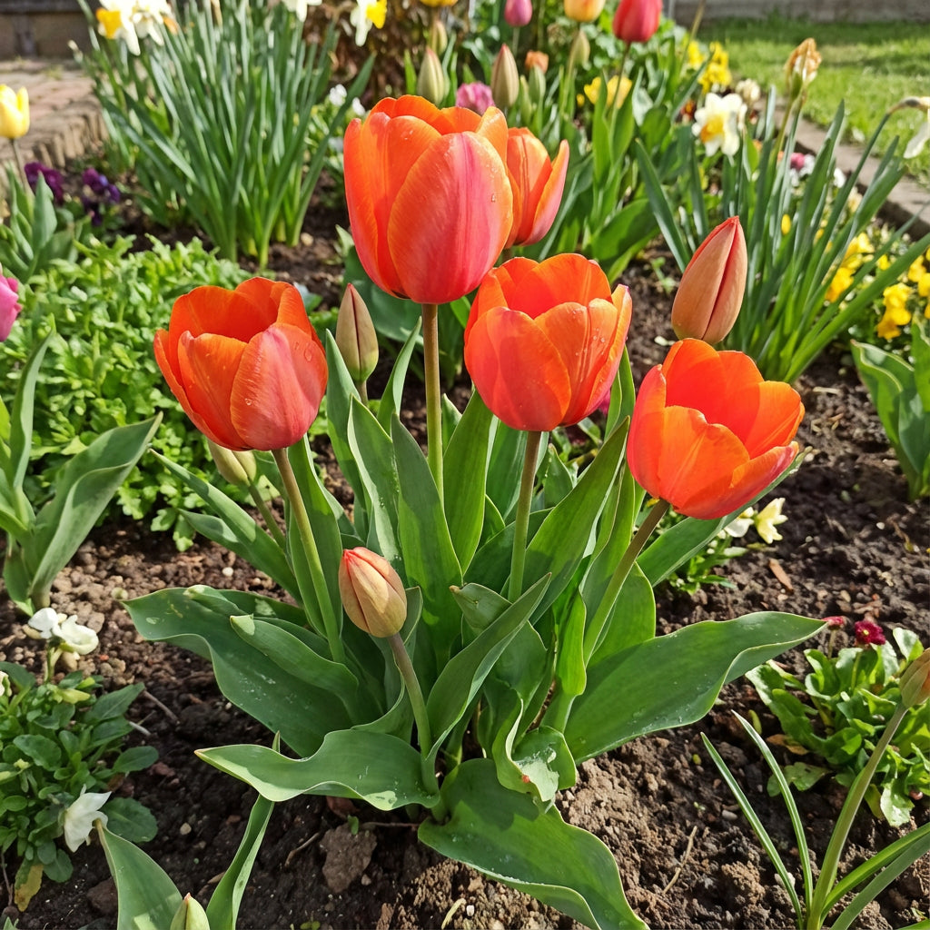 Orange Red Tulip Flower Seeds for Planting