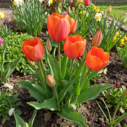 Orange Red Tulip Flower Seeds for Planting