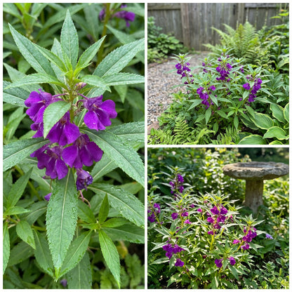 Violet Balsam Flower Seeds for Planting