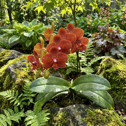 Semillas de orquídea Phalaenopsis naranja oscuro para plantar