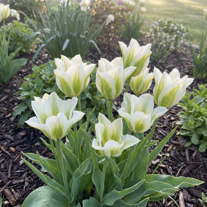 White & Green Tulip Flower Seeds for Planting