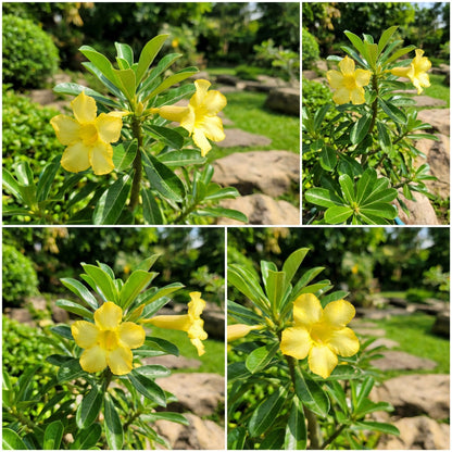 Adenium Obesum Yellow Flower Seeds for Easy Planting