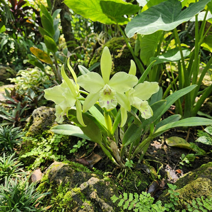 Light Green Orchid Flower Seeds for Easy Planting