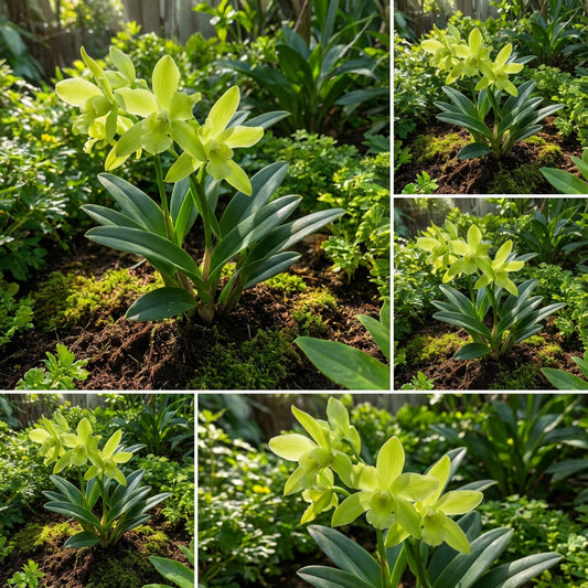 Light Green Orchid Flower Seeds for Easy Planting