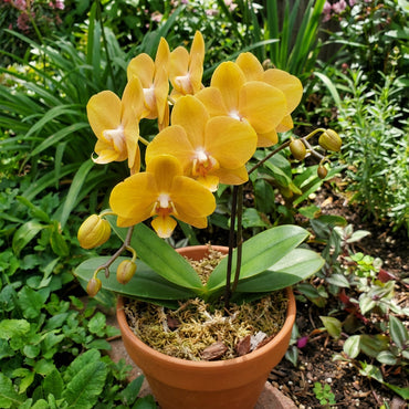 Yellow Orchid Flower Seeds for Planting