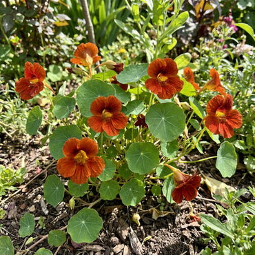Plant Dark Orange Nasturtium Flower Seeds for a Colorful Garden