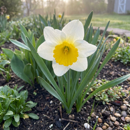 Daffodil Flower Seeds Planting Yellow White